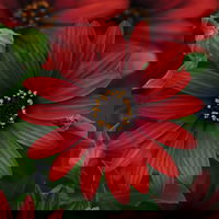 Pflanzenkreation 'WM-Edition', 6 Pflanzen inkl. Erde und Dünger Pflanzenkreation 'WM-Edition', 6 Pflanzen inkl. Erde und Dünger