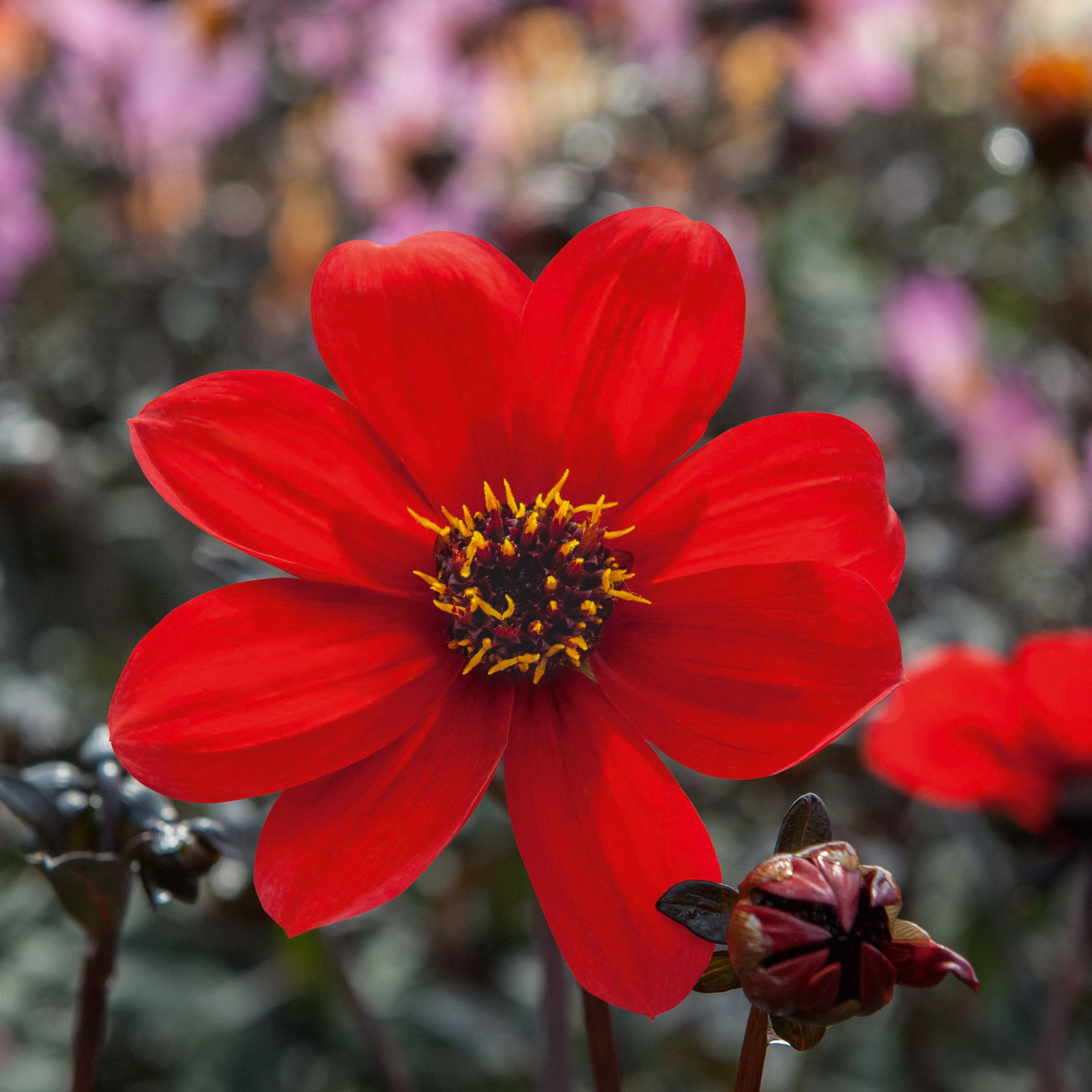 Dahlie 'Mystic® Enchantement' rot, Topf- Ø 22 cm