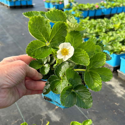 Bio Erdbeere Hummi® 'Süße Brumme', Topf 11x11 cm, 3 Pflanzen Bio Erdbeere Hummi® 'Süße Brumme', Topf 11x11 cm, 3 Pflanzen