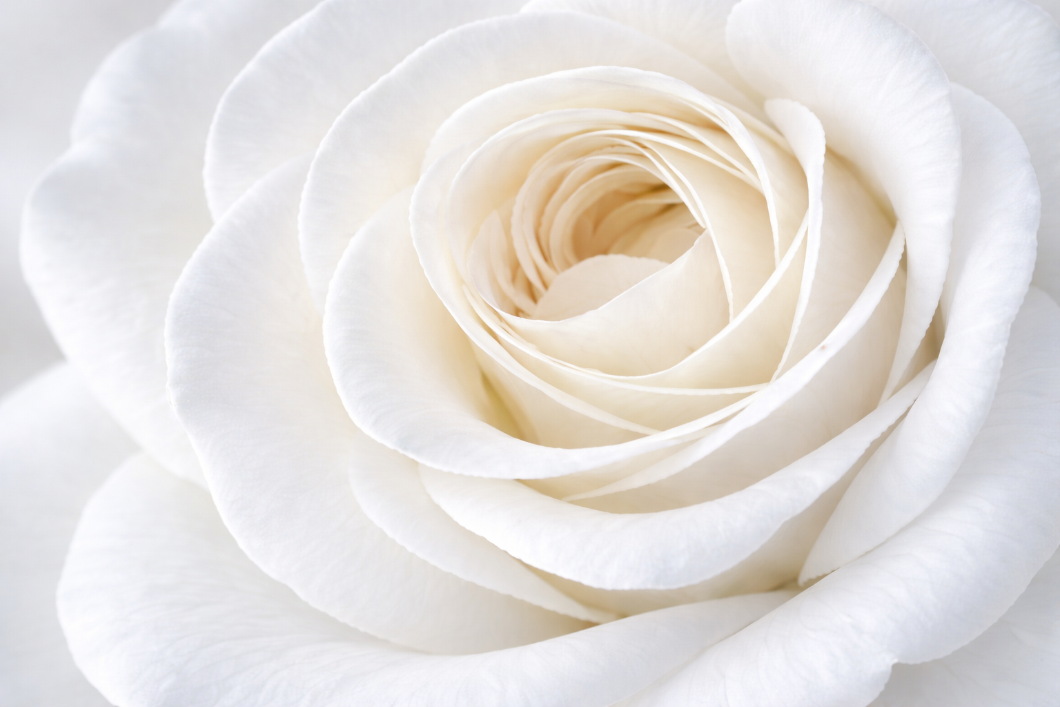 Nach weißen Blüten filtern Nach weißen Blüten filtern