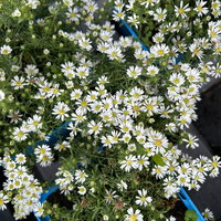 Bio Teppich-Myrthenaster 'Snowflurry', weiß, Topf 11x11 cm, 3 Pflanzen Bio Teppich-Myrthenaster 'Snowflurry', weiß, Topf 11x11 cm, 3 Pflanzen