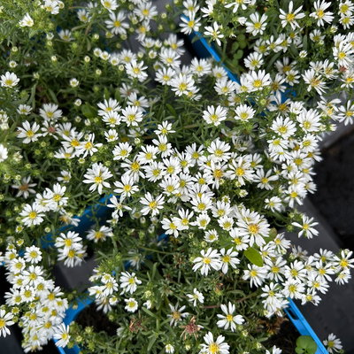 Bio Teppich-Myrthenaster 'Snowflurry', weiß, Topf 11x11 cm, 3 Pflanzen Bio Teppich-Myrthenaster 'Snowflurry', weiß, Topf 11x11 cm, 3 Pflanzen