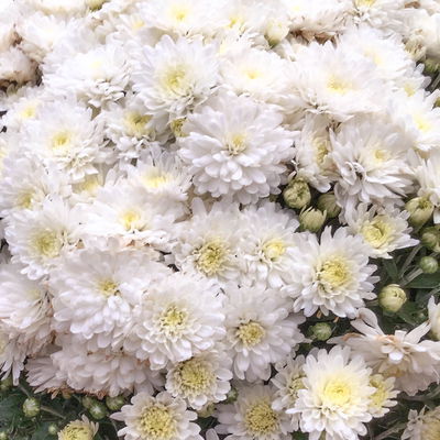 Chrysanthemen, weiß, Topf-Ø 19 cm, 3 Pflanzen Chrysanthemen, weiß, Topf-Ø 19 cm, 3 Pflanzen