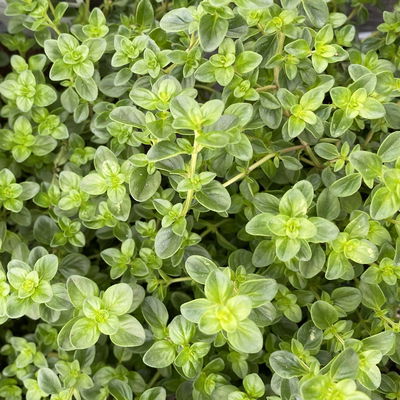 Bio Taborthymian, Topf-Ø 12cm Bio Taborthymian, Topf-Ø 12cm