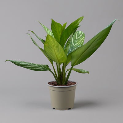 Aglaonema 'Stripes', Topf-Ø 17 cm, Höhe ca. 50 cm Aglaonema 'Stripes', Topf-Ø 17 cm, Höhe ca. 50 cm