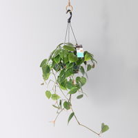 Philodendron, Ampeltopf-Ø 18 cm, Höhe ca. 35 cm