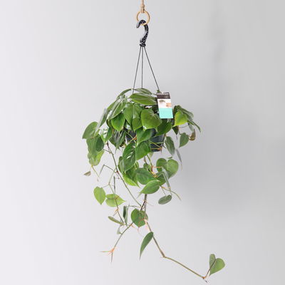 Philodendron, Ampeltopf-Ø 18 cm, Höhe ca. 35 cm Philodendron, Ampeltopf-Ø 18 cm, Höhe ca. 35 cm