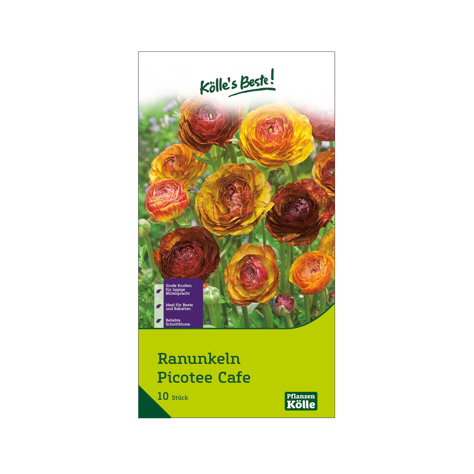 Blumensamen, Ranunkel 'Picotee Café'