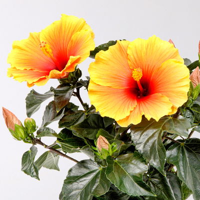 Hibiskus HibisQs® 'New Apollo' gelb-orange-rot, Topf-Ø 12 cm, 2 Pflanzen Hibiskus HibisQs® 'New Apollo' gelb-orange-rot, Topf-Ø 12 cm, 2 Pflanzen