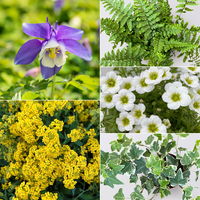 Pflanzenkreation Frühlingsmagie, 5 Pflanzen inkl. Erde und Dünger Pflanzenkreation Frühlingsmagie, 5 Pflanzen inkl. Erde und Dünger