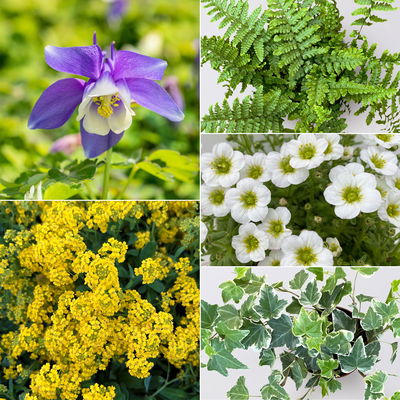 Pflanzenkreation Frühlingsmagie, 5 Pflanzen inkl. Erde und Dünger Pflanzenkreation Frühlingsmagie, 5 Pflanzen inkl. Erde und Dünger