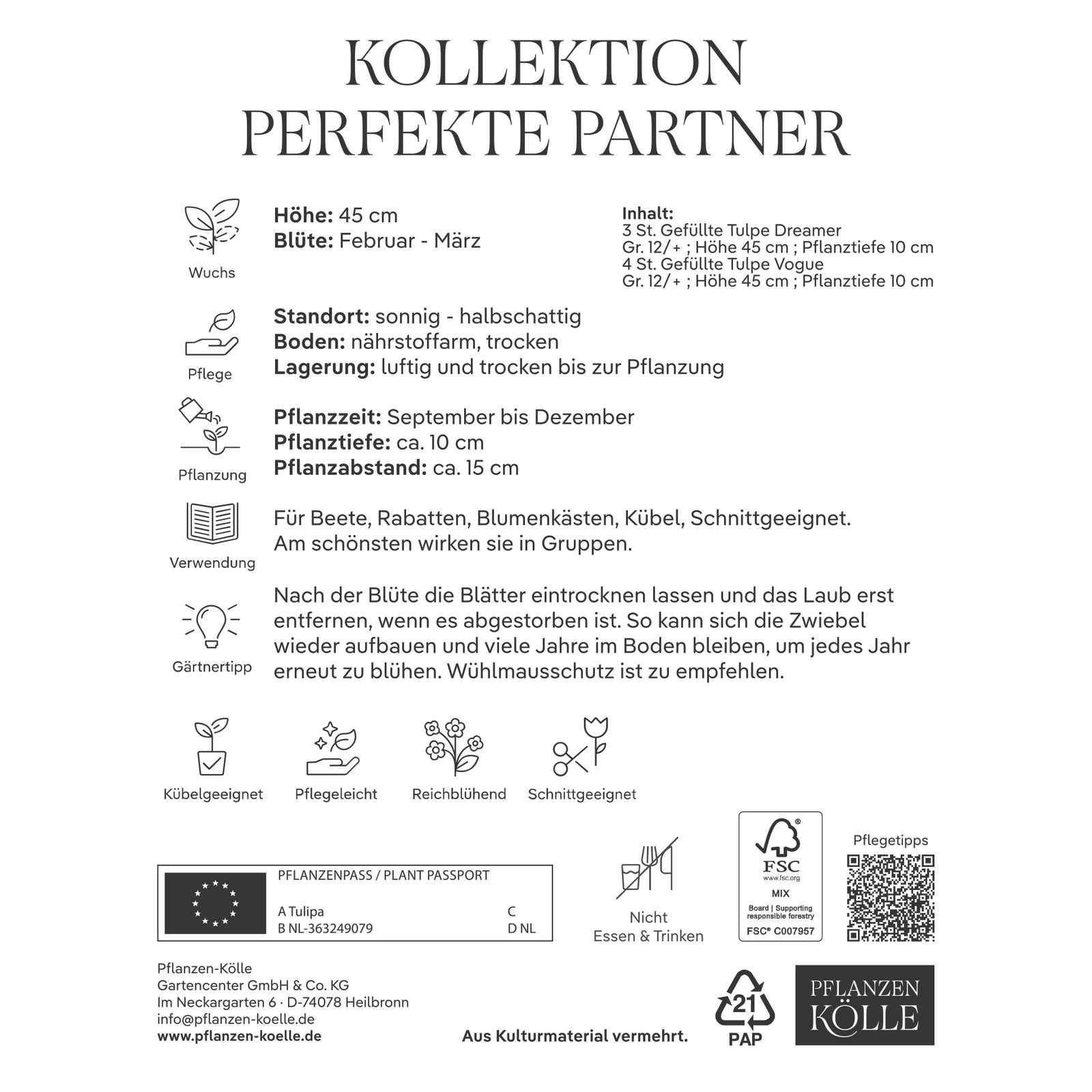 Kölles Beste Tulpen-Kollektion 'Perfekte Partner®', rosa, 7 Blumenzwiebeln