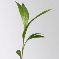 Kokospalme, Topf-Ø 19 cm, Höhe ca. 130 cm