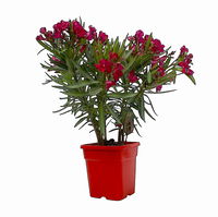 Oleander Farbe zufällig, Busch, Topf-Ø 19 cm, Höhe ca. 50 cm