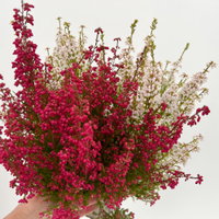 Glockenheide 'Duo', rot-weiß, Topf-Ø 11 cm, 6 Pflanzen Glockenheide 'Duo', rot-weiß, Topf-Ø 11 cm, 6 Pflanzen