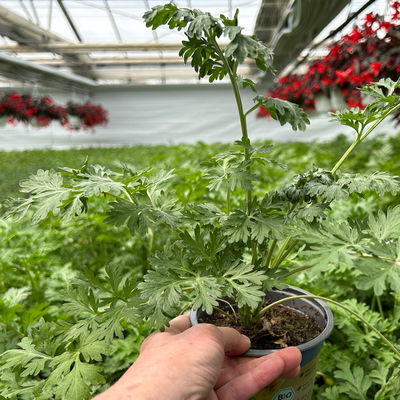 Bio Wermut, Topf-Ø 12cm, frisch aus unserer Bio-Gärtnerei Bio Wermut, Topf-Ø 12cm, frisch aus unserer Bio-Gärtnerei