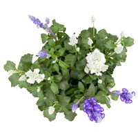 Mehliger Salbei 'Duo' blau-weiß, Topf-Ø 23 cm