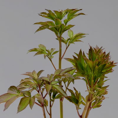 Pfingstrose 'Alexander Fleming' rosa, Topf 3 Liter Pfingstrose 'Alexander Fleming' rosa, Topf 3 Liter