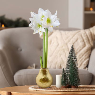 Amaryllis in Wachs XL, Dekor 'Superior Gold', Blüte weiß Amaryllis in Wachs XL, Dekor 'Superior Gold', Blüte weiß