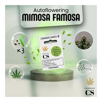 Cannabis Saatgut Hanf 'Autoflowering Mimosa Famosa'