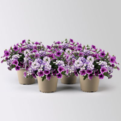 Eisenkraut/Petunien Duo, lila, Topf-Ø 14 cm, 4 Pflanzen