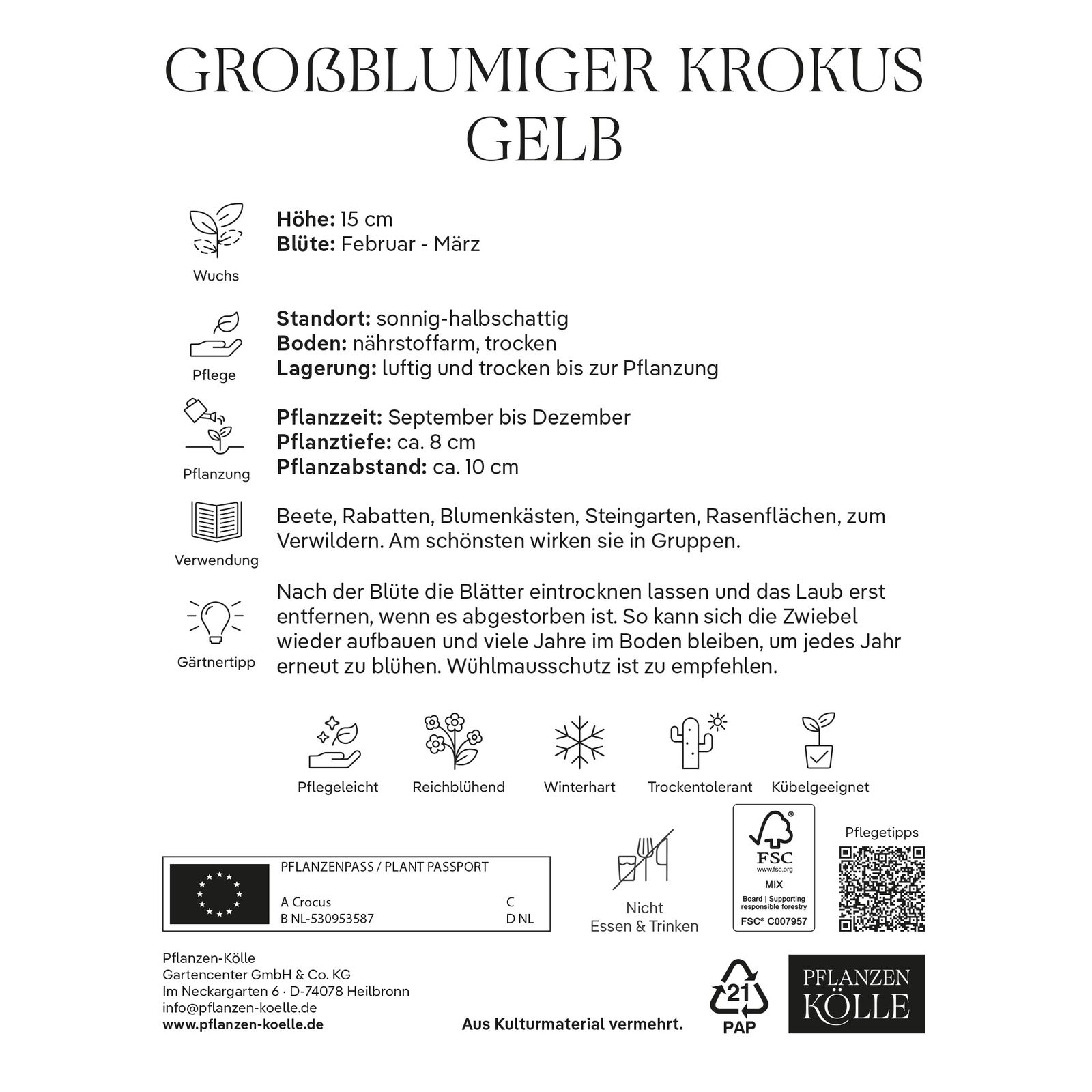 großblumige Krokusse, gelb, 25 Blumenzwiebeln