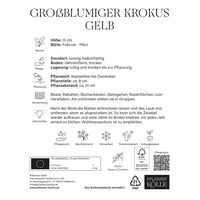 großblumige Krokusse, gelb, 25 Blumenzwiebeln