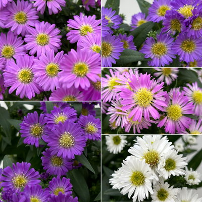 Aster novi-belgii Farben zufällig, Topf-Ø 12 cm, 6er-Set Aster novi-belgii Farben zufällig, Topf-Ø 12 cm, 6er-Set