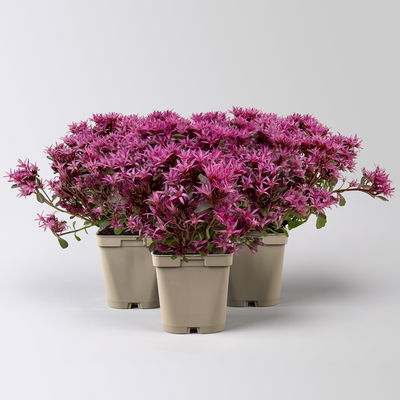 Sedum spurium 'Spot on® Deep Rose', dunkelrosa, Topf 9x9 cm, 3 Pflanzen Sedum spurium 'Spot on® Deep Rose', dunkelrosa, Topf 9x9 cm, 3 Pflanzen