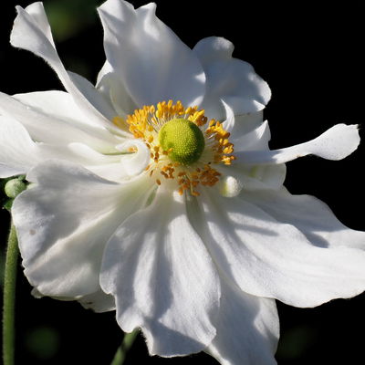 Herbst-Anemone 'Whirlwind', weiß, Topf 11x11 cm, 3 Pflanzen Herbst-Anemone 'Whirlwind', weiß, Topf 11x11 cm, 3 Pflanzen