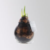 Amaryllis in Wachs, Dekor 'Antiquez Mix' nach Verfügbarkeit, Blüte rot