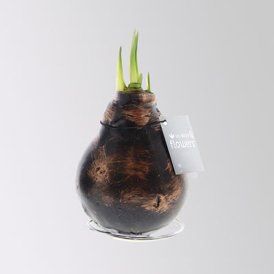 Amaryllis in Wachs, Dekor 'Antiquez Mix', Farbe zufällig, Blüte rot