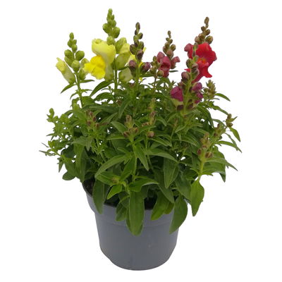 Löwenmäulchen 'Trio' bunt, Topf-Ø 13 cm, 6 Stück