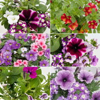 Sommerblumen-Mix, nach Verfügbarkeit, Topf-Ø 13 cm, 3 Pflanzen