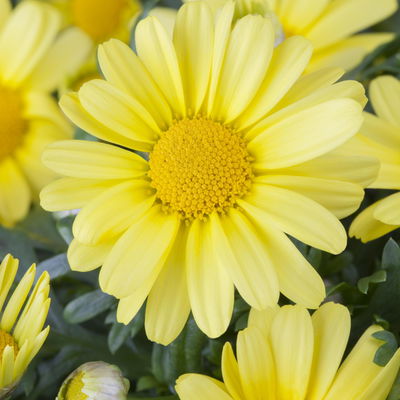 Margerite, gelb, Stamm, Topf-Ø 25 cm