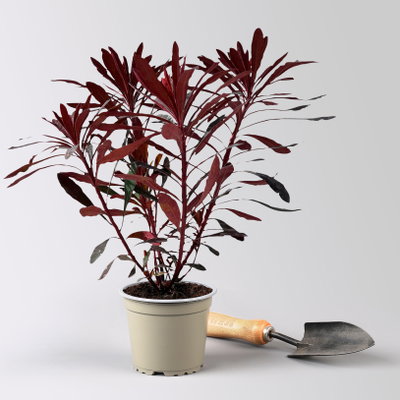 Bio Wolfsmilch 'Miner's Merlot', grün-dunkelviolett, Topf-Ø 12 cm, 3 Pflanzen