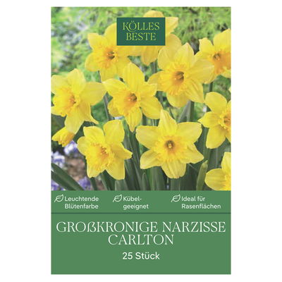 Narzissen 'Carlton Großkronig'®, 25 Zwiebeln, gelb, Gr. 12/14