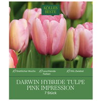 XXL Darwin Hybride Tulpen Pink Impression pink, 7 Blumenzwiebeln