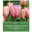 XXL Darwin Hybride Tulpen Pink Impression pink, 7 Blumenzwiebeln XXL Darwin Hybride Tulpen Pink Impression pink, 7 Blumenzwiebeln