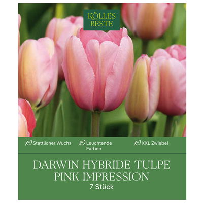 XXL Darwin Hybride Tulpen Pink Impression pink, 7 Blumenzwiebeln XXL Darwin Hybride Tulpen Pink Impression pink, 7 Blumenzwiebeln