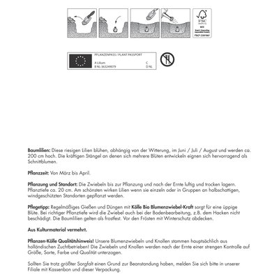 XXL Kletterbaumlilien Bunte, bunt, 12 Blumenknollen