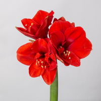 Schnittblumen-Mix aus 5 roten Amaryllis & 5 Seidenkiefer