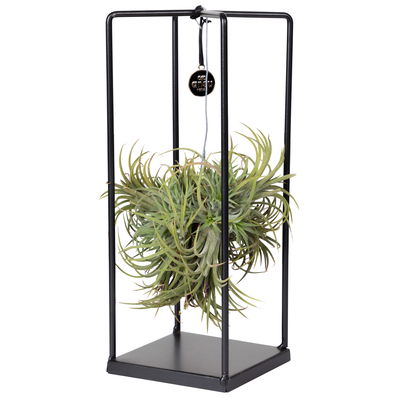 Tillandsia 'Silver Ball' in eckigem Metallgestell, 17cm Ø