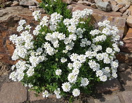 Schleifenblume   Schleifenblume
