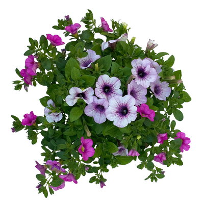 Petunie/Zauberglöckchen 'Duo', Kombination zufällig, Topf-Ø 14 cm, 4er-Set