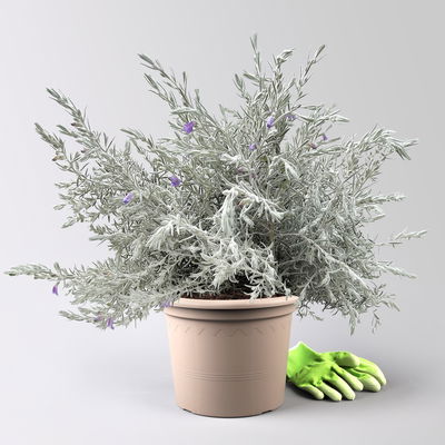 Emustrauch, lila, Topf-Ø 27 cm Emustrauch, lila, Topf-Ø 27 cm