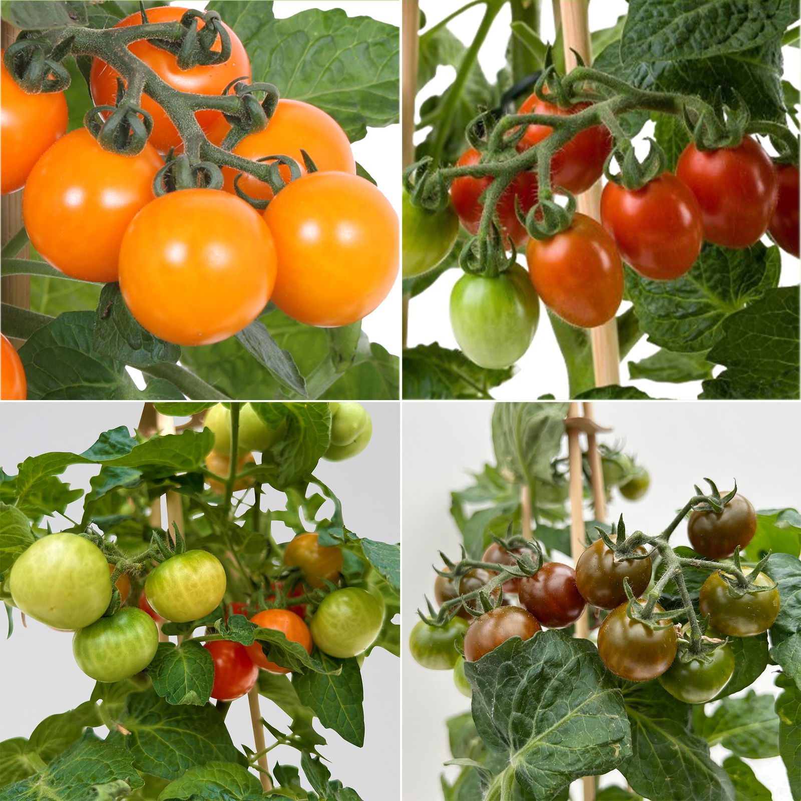 Kölle Naschgemüse Tomaten Mix 'Pick-&-Joy®, Topf-Ø 14 cm, 4 Pflanzen