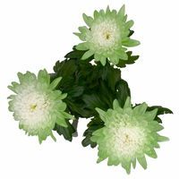 Chrysantheme 'Zembla Make-Upz® Uno Mix, Farben zufällig, Topf-Ø 13 cm, 3er-Set