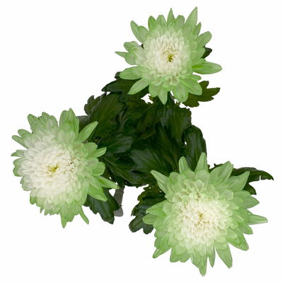 Chrysantheme 'Zembla Make-Upz® Uno Mix, Farben zufällig, Topf-Ø 13 cm, 3er-Set Chrysantheme 'Zembla Make-Upz® Uno Mix, Farben zufällig, Topf-Ø 13 cm, 3er-Set