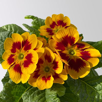 Primel 'Tagetes', gelb-orange-rot, Farben zufällig, Topf-Ø 11 cm, 8 Pflanzen